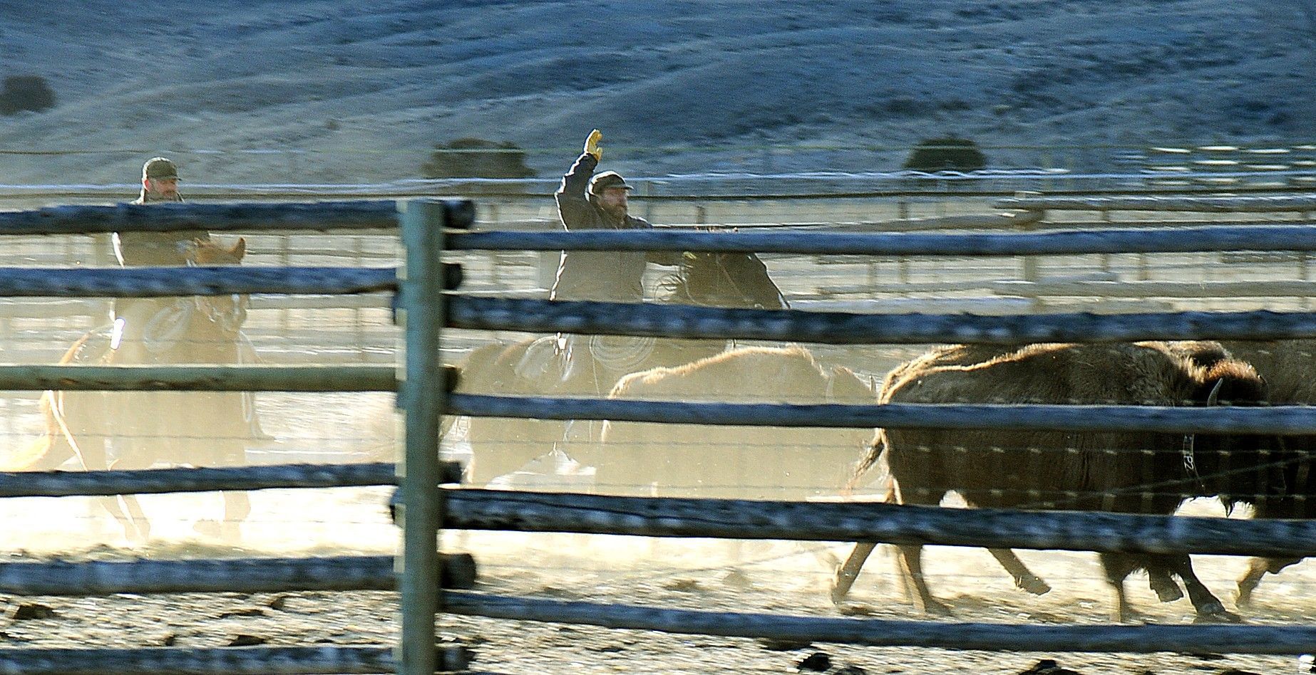 Bison capture facility